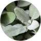 Common sage extract