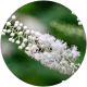Black cohosh extract