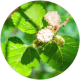 Mulberry leaf extract
